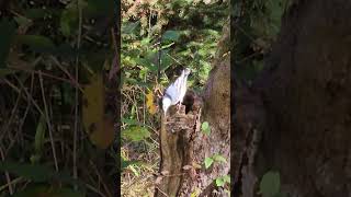 Nature Walk WhiteBreasted Nuthatch [upl. by Malvie]