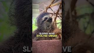 How do Sloths Survive Despite Being so Slow facts animals animals sloth animallover [upl. by Alehtse]