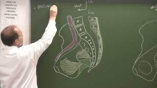 Abdomen et pelvis 6 studio  Vaisseaux et nerfs du pelvis Pelvic vessels and nerves [upl. by Ardolino367]