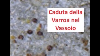 Caduta di Varroa [upl. by Chick]