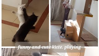 Kittens Play in Their Cardboard DIY House  Adorable Kitten Playtime [upl. by Onairot378]