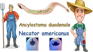 شرح Ancylostoma duodenale amp Necator americanus [upl. by Bakemeier671]