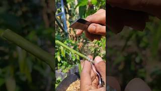 Successful mango grafting EP981 satisfying shorts [upl. by Alrak]