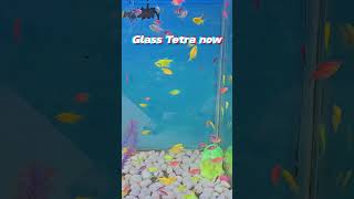 Glass Tetra then vs now  glass tetra aquarium like [upl. by Isidore601]