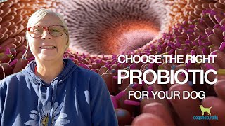 Choose The Right Probiotic For Your Dog [upl. by Adnoek581]