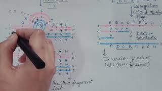 INVERSION Chromosomal Aberration Part 2 Genetics [upl. by Yengac]