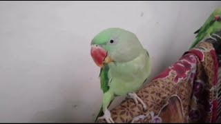 Kashmire Raw Parrots Talking Natural SoundWhistlingrawparrottalking Subscribe [upl. by Yticilef179]