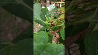 Clerodendrum chinense Lamiaceae familyHAZARI MOGRASAHASHRA MALLI [upl. by Icnan]