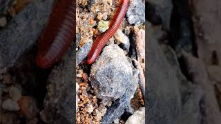 millipedes 008 1 millipede cuteanimal animals [upl. by Ydahs]