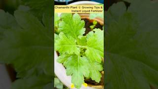 Chamanthi Plant 🪴 Propagation and growing tips and instant Liquid fertilizer making  gardening [upl. by Amias]