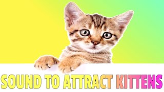 Sounds that attract Kittens  Meow to make kittens come to you [upl. by Neeruam]