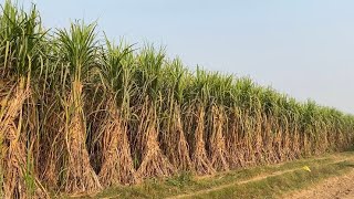 ganna variety 0238 Village Chandpur Muzaffarnagar🧑‍🌾🎋🎋 [upl. by Allevon182]