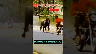 YAMAHA RX100 SOUND BUFFALO REACTION 😱  WAIT FOR END [upl. by Riabuz22]