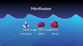 Nitrogen Removal Basics [upl. by Nomyad]