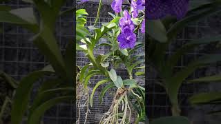 Orquídea Vanda maravilhosa [upl. by Montagna]