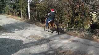 Bay Saddle Pony Riding Double [upl. by Ilek]