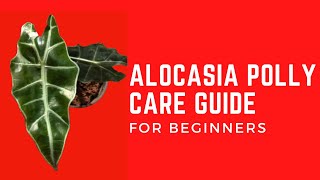 ALOCASIA POLLY PLANT CARE [upl. by Nylhsoj]