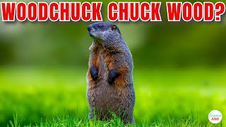 How Much Wood Would A Woodchuck Chuck If A Woodchuck Could Chuck Wood [upl. by Nebur52]