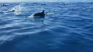 Huge Group of Spinner Dolphins Swim Together to Catch Fish  1524952 [upl. by Fleisig]