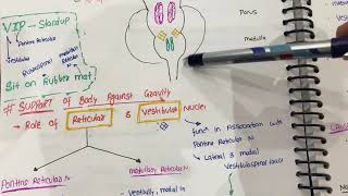 regulation of tone amp posture  cns from guyton hindi  control of tone amp posture neurophysiology [upl. by Schnabel]