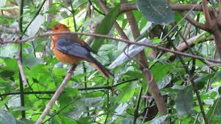 Redcapped Robin Chat calling in Pigeon Valley Durban [upl. by Lenrow]