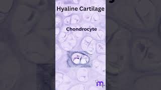 Histology of Hyaline Cartilage [upl. by Coppola]