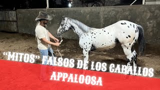 “FALSEDAD” MITOS WINDURI NO EXISTE Appaloosa Caballos Mexico Raza Rancho el Retoño [upl. by Hnad134]