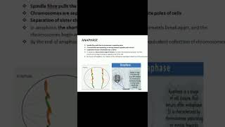 anaphase of mitosis phases of mitosis [upl. by Emie342]