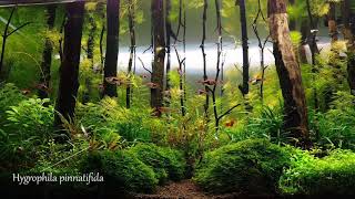 Planted Aquarium Forest Aquascape [upl. by Wyne]