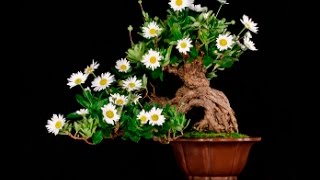 Chrysanthemum Bonsai a Japanese Flowering Favorite [upl. by Catriona]