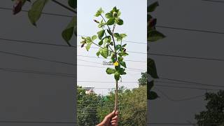 plant chorHow to grow allamanda flower plant from cuttinggardening plants houseplants reels [upl. by Willette25]