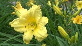 Happy Returns Daylily  Hemerocallis Happy Returns [upl. by Philippine]