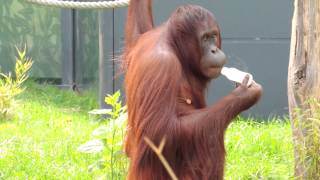 Orangutan Drinking Water From Bottle [upl. by Fred]