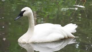 Trumpeter swan  Birds video  Online zoo [upl. by Rosati691]