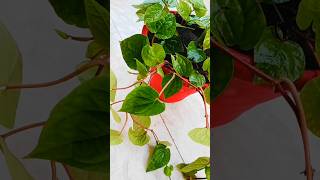 Diy Trellis For Plant shorts viralshorts diy trellis plants gardening ytshorts foryou [upl. by Pavkovic]