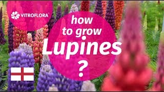 How to grow Lupines Lupinus VITROFLORA [upl. by Nefets418]