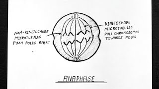 Diagram Of Anaphase  Labelled Diagram Of Anaphase  Class 11  Biology [upl. by Naples]