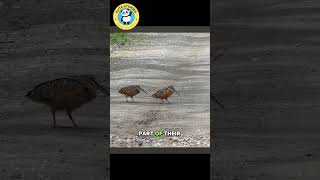 American Woodcocks Dancing [upl. by Innattirb142]