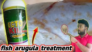 fish disease and control  fish parasites control new medicine  Ecto kill  fish argulus treatment [upl. by Zhang]