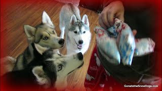 Husky Puppies FIRST Christmas 🎄 Dogs Opening Christmas Presents [upl. by Ennylcaj]