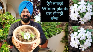 ऐसे लगाएं Winter Plants एक भी नहीं मरेगा Verbena plants grow care fertilizer tips [upl. by Tengler638]