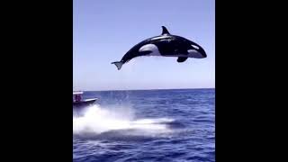 Orca Attack Real Video ㅣKiller whale Attacks Dolphin [upl. by Erodoeht]