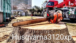 3120XP husqvarna 特殊伐採【林業】ハスクバーナ最強クラス3120xp！ [upl. by Debi]