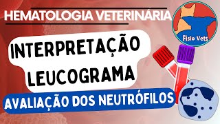 Hemograma  Leucograma  Resposta dos neutrófilos  Patologia clínica veterinária [upl. by Elleahcim442]