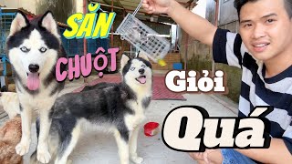 Bẫy Chuột Đồng Cho Mèo Anh Ăn  Phát Hiện Chó Husky Bấc Bắt Chuột Rất Giỏi [upl. by Noda346]