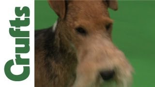 Crufts 2012  Fox terrier Wire Best of Breed [upl. by Neyut]