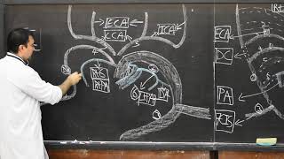 Development of Aortic arches Part 4 [upl. by Enytsirk]