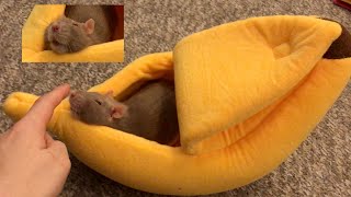 Sleepy Bean Chilling in a Banana Bed [upl. by Ajar]