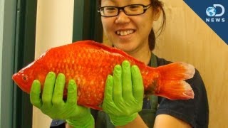 Monster Goldfish Invading Our Lakes [upl. by Anilram]