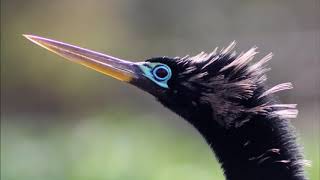 Anhinga or Cormorant [upl. by Silverts906]